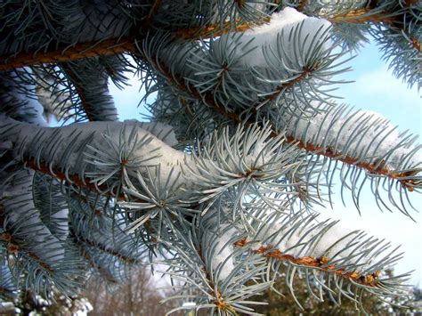 Wallpaper Snow Winter Branch Frost Spruce Needles Fir Freezing