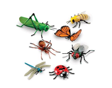 Different Kinds Of Insects Quiz