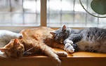 Ataxia en gatos: qué es y cómo se desarrolla esta enfermedad - El Blog ...