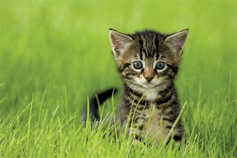 Fabulous Feline Summer Special At Citizens For Animal Protection