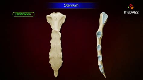 Sternum ‎anatomy Osteology Animation Parts Location