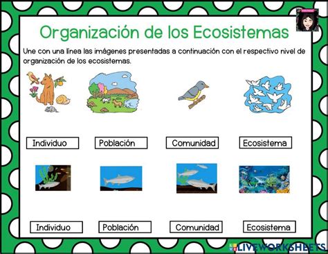 Organizaci N Del Ecosistema Worksheet Ciencias De La Naturaleza