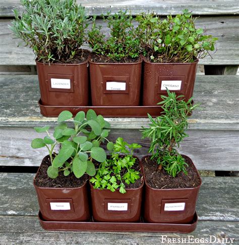 How To Grow Herbs Indoors On The Windowsill This Winter Fresh Eggs Daily