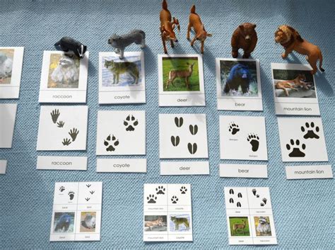 Animal Tracks Diy Montessori Matching 3 Part Cards Animal Tracks