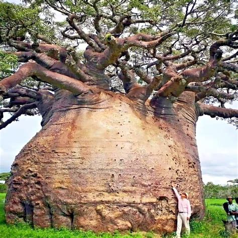 5 Baobab Seeds Adansonia Digitata Tree Of Life Rare Monkey Bread