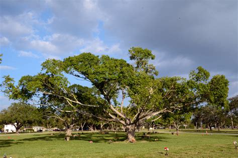 Ficus Moraceae