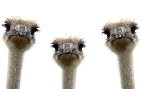 20 Ostrich Hd Wallpapers And Backgrounds
