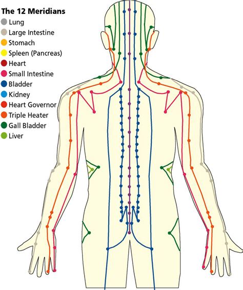 Meridian Acupuncture Meridian Massage Cupping Therapy Massage Therapy Craniosacral Therapy