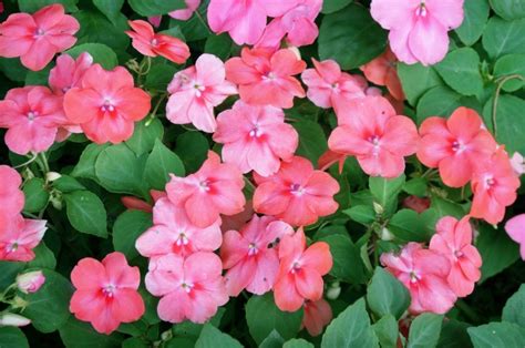 Best Plants For Morning Shade And Afternoon Sun Garden Lovers Club