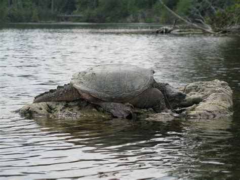 Snapping Turtle Turtles Of North America · Inaturalist