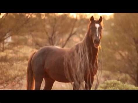 australian wild horse  brumby youtube horses wild horses brumby horse