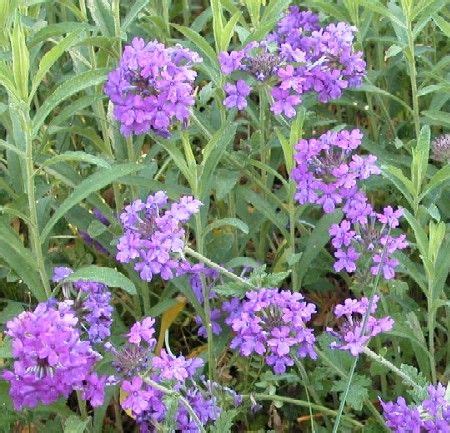 Drought resistant plants and flowers by jeanne grunert if you need drought resistant plants and flowers, don't despair. Verbena canadensis- "homestead purple" is a drought ...