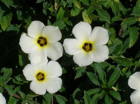 White Alder Turnera Subulata Richard Lyons Nursery Inc