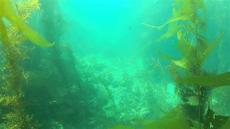 Catalina Scuba Kelp Forest Youtube
