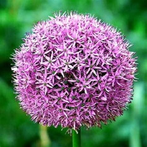 Buy Allium Bulbs Purple 3 Bulb Online India At