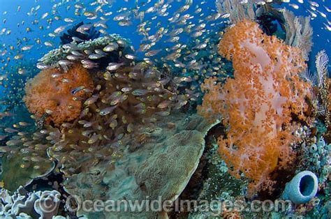 Reef Scene Of Fish And Coral Photo Image