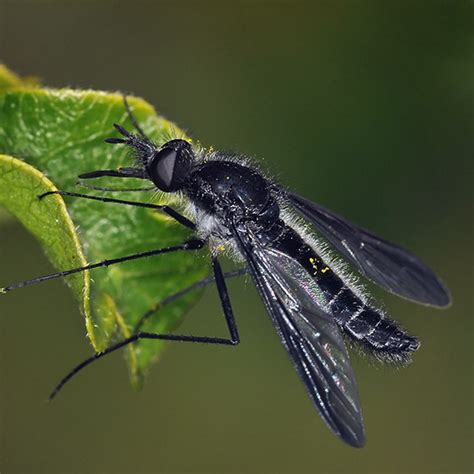 Large Black Bee Fly Thevenetimyia Celer Bugguidenet