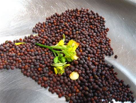 Growing Mustard Seed How To Plant Mustard Seeds Mustard Seed Plant
