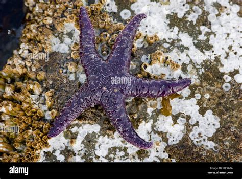 Purple Sea Star Pisaster Ochraceus On Top Of Barnacle Encrusted