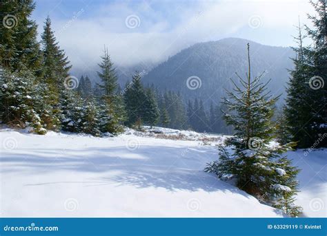 Landscape Fir Tree On A Snowy Meadow In The Mountains Stock Image