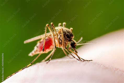 Dangerous Dengue Infected Mosquito Bite On Green Background