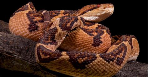Bushmaster Snake Animal Facts Lachesis Sp Az Animals