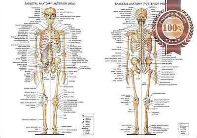 Human bones chart, find out more about human bones chart. ANATOMICAL DIAGRAM CHART GUIDE SKELETON HUMAN ANATOMY ...