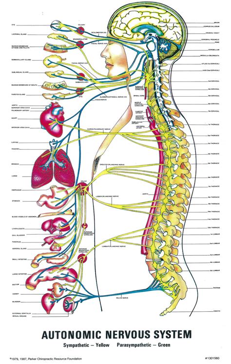 Start studying nervous system chart. The autonomic nervous system - chiropracticrehabilitation ...