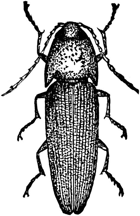 Click Beetle Clipart Etc