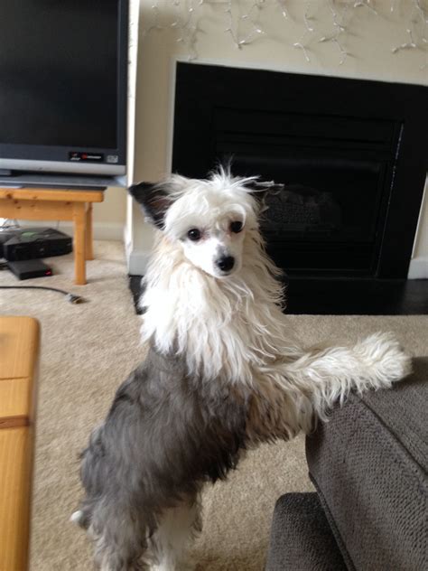 5 Months Chinese Crested Powder Puff Chinese Crested Chinese Crested