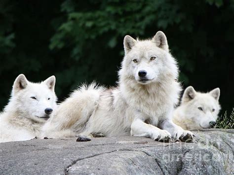 Leader Of The Pack By Heather King Wolf Love Wolf Dog Wolf Photos
