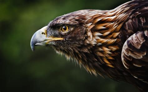 Golden Eagle Bird Photos With Pictures