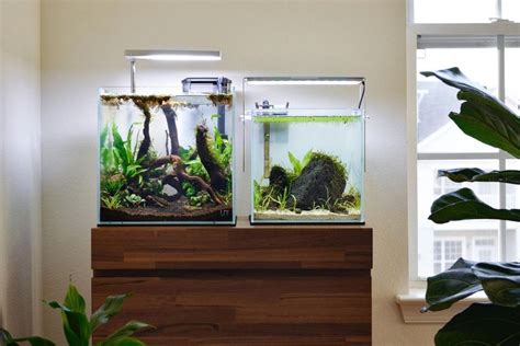6 Best Cube Aquarium Large And Nano Fish Tanks