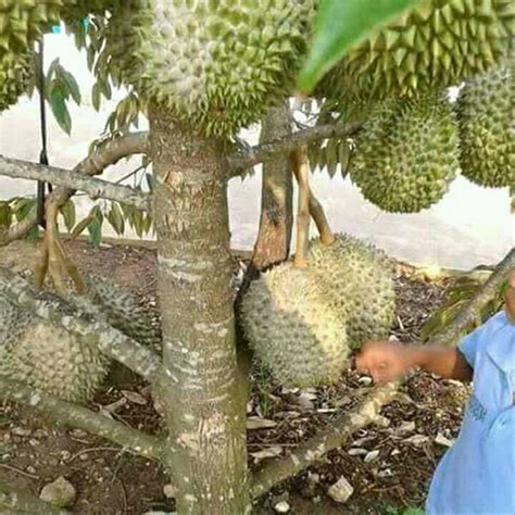 Hanya saja jika anda berminat untuk mencicipi buah durian musang king, di indonesia anda akan sulit menemukannya. Jual TERBARU Bibit tanaman buah Durian musang king kaki 4 ...