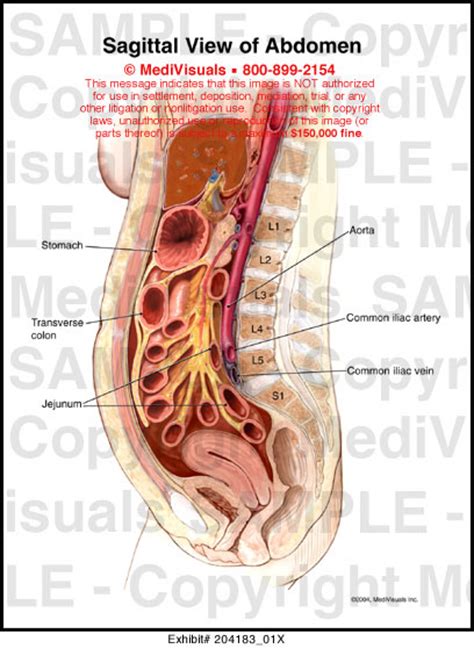 Medivisuals Sagittal View Of Abdomen Medical Illustration