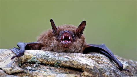 Canadian Wildlife Federation Wild About Bats