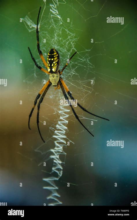 Black And Yellow Garden Spider Argiope Aurantia Also Known As A