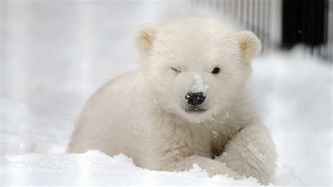 Polar Bears And Melting Ice 3 Facts That May Surprise You