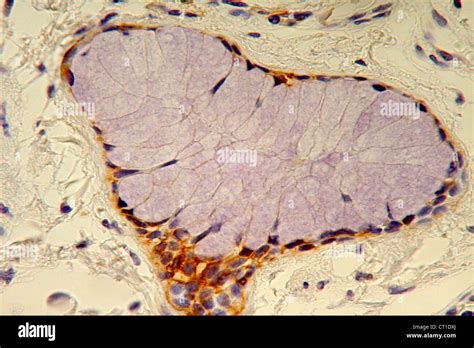 Los Bronquios Histología Fotografía De Stock Alamy