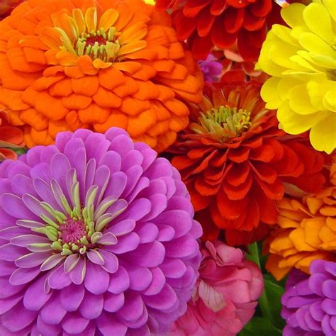 The Top 5 Cut Flowers To Grow The Gardeners Workshop