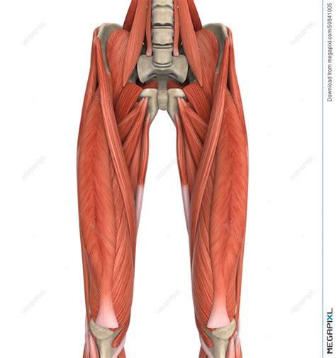 Upper Leg Tendon Anatomy