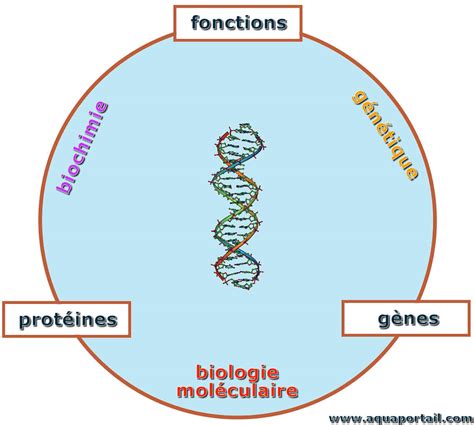 Biologie Moléculaire Définition Et Explications