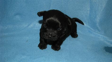 Yorkies are a favorite and usaully always in the top 10 favorite puppy/dog list every year. Teacup Yorkiepoo Puppy at 4 weeks | At PocketSizedPuppies ...