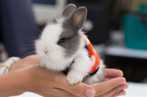 Little Bunny Netherland Dwarf Bunny Dwarf Bunnies Cute Baby Bunnies