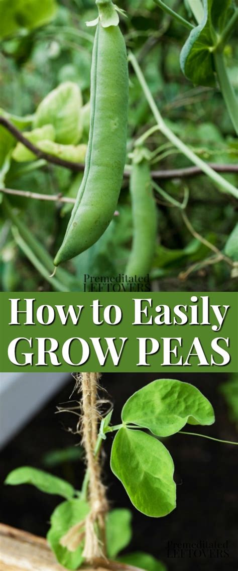 Tips For Growing Peas In Your Garden How To Grow Peas From Seed How