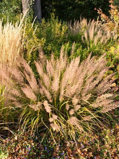 Calamagrostis Brachytricha Foxtail Grass Feather Reed Grass Or Korean