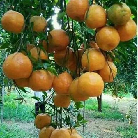 Healthy Fresh Orange At Rs 20kilogram संतरे In Nagpur Id 13809944697