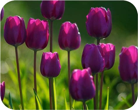 Tulip Purple Flag Triumph Tulips X 50 Spring Flowering Bulbs By