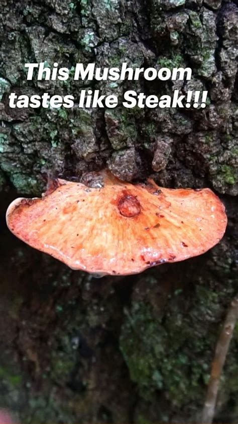 This Mushroom Tastes Like Steak Foraging Edible Fungi Stuffed