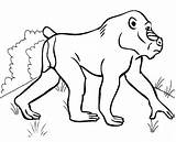 Baboon Coloring Baby sketch template